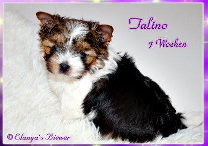 Talino7W-1-2